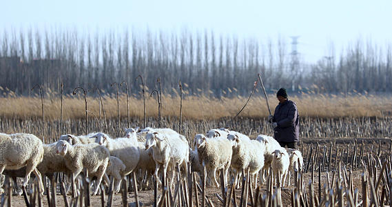 4K多角度拍摄内蒙古牧区牧羊人放牧场景合集视频的预览图