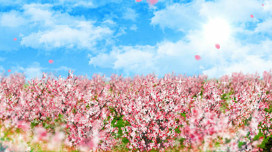 4K唯美的樱花背景素材视频的预览图