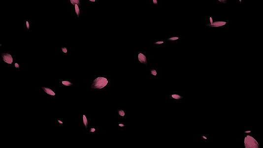 4k桃花樱花粉色花瓣视频的预览图