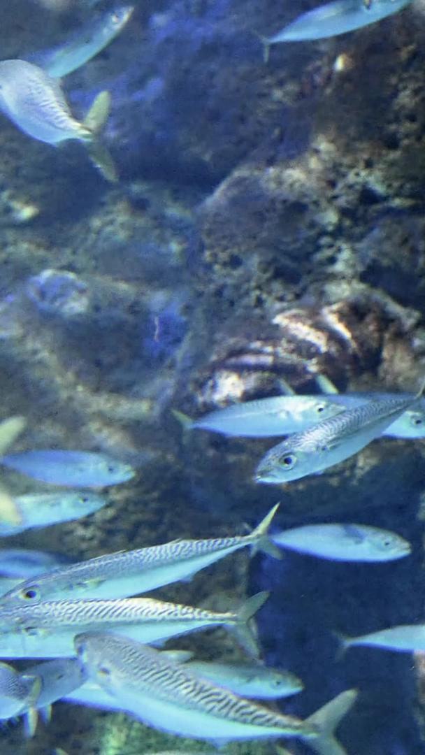 老虎滩海洋公园海洋中的鱼群视频的预览图