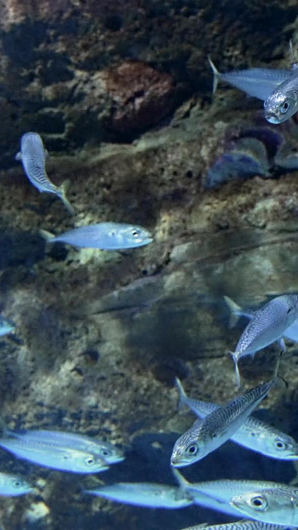 老虎滩海洋公园海洋中的鱼群视频的预览图