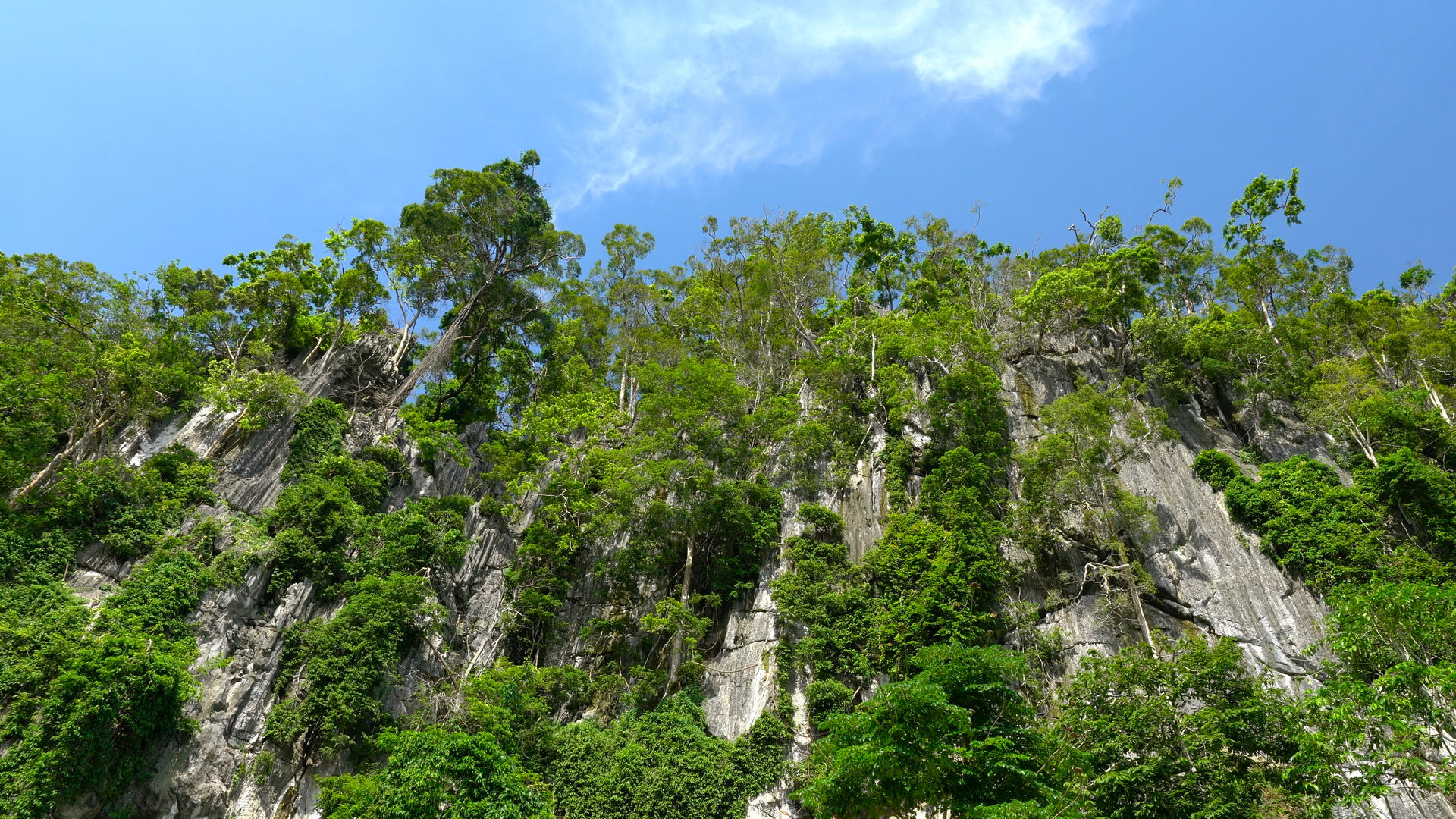 悬崖峭壁上生长的树木延时4K视频的预览图