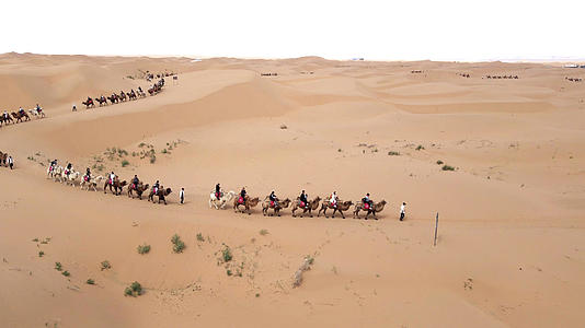 4k实拍宁夏沙坡头景区沙漠骆驼视频的预览图