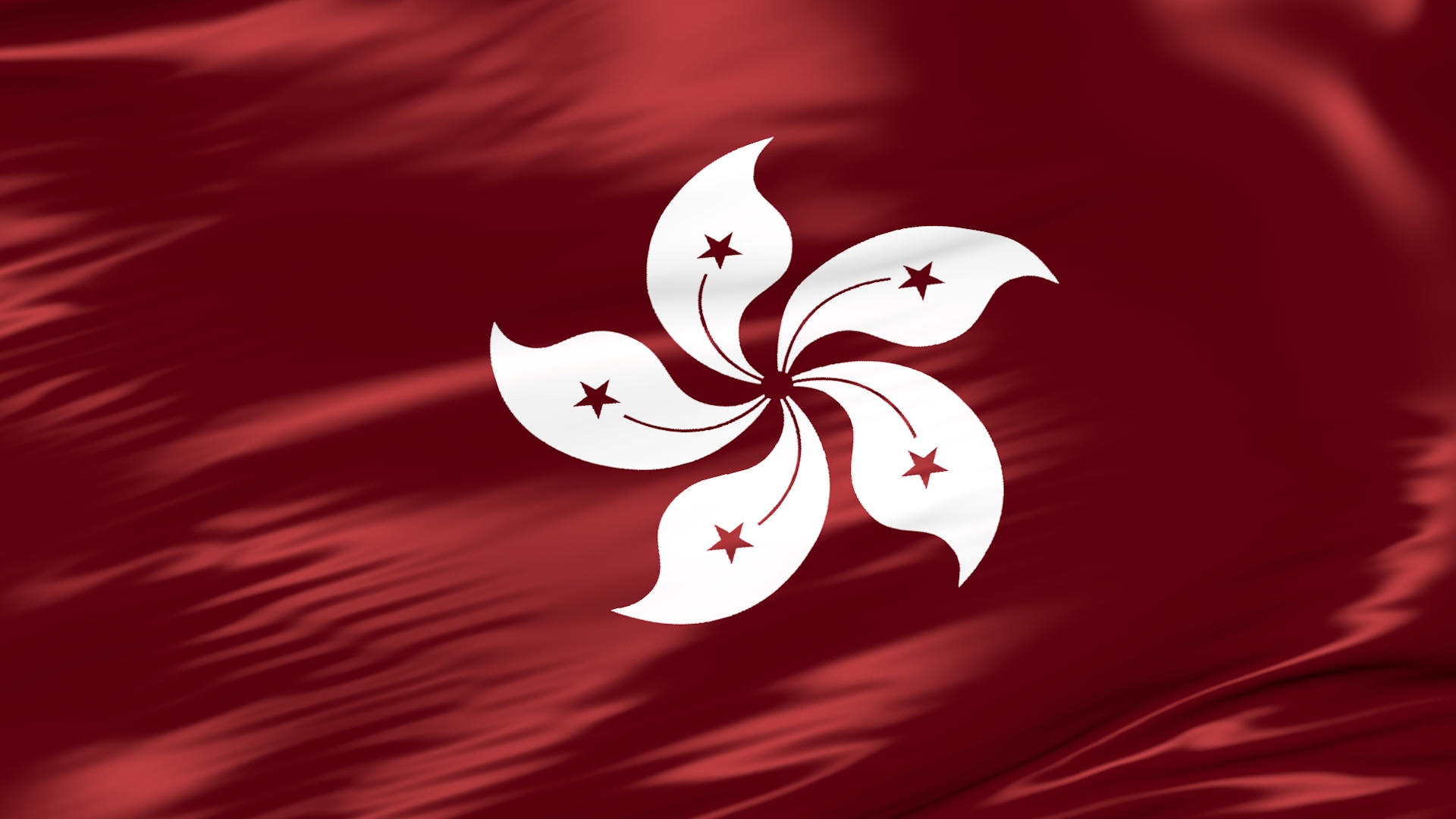 香港紫荆花丝绸背景视频的预览图