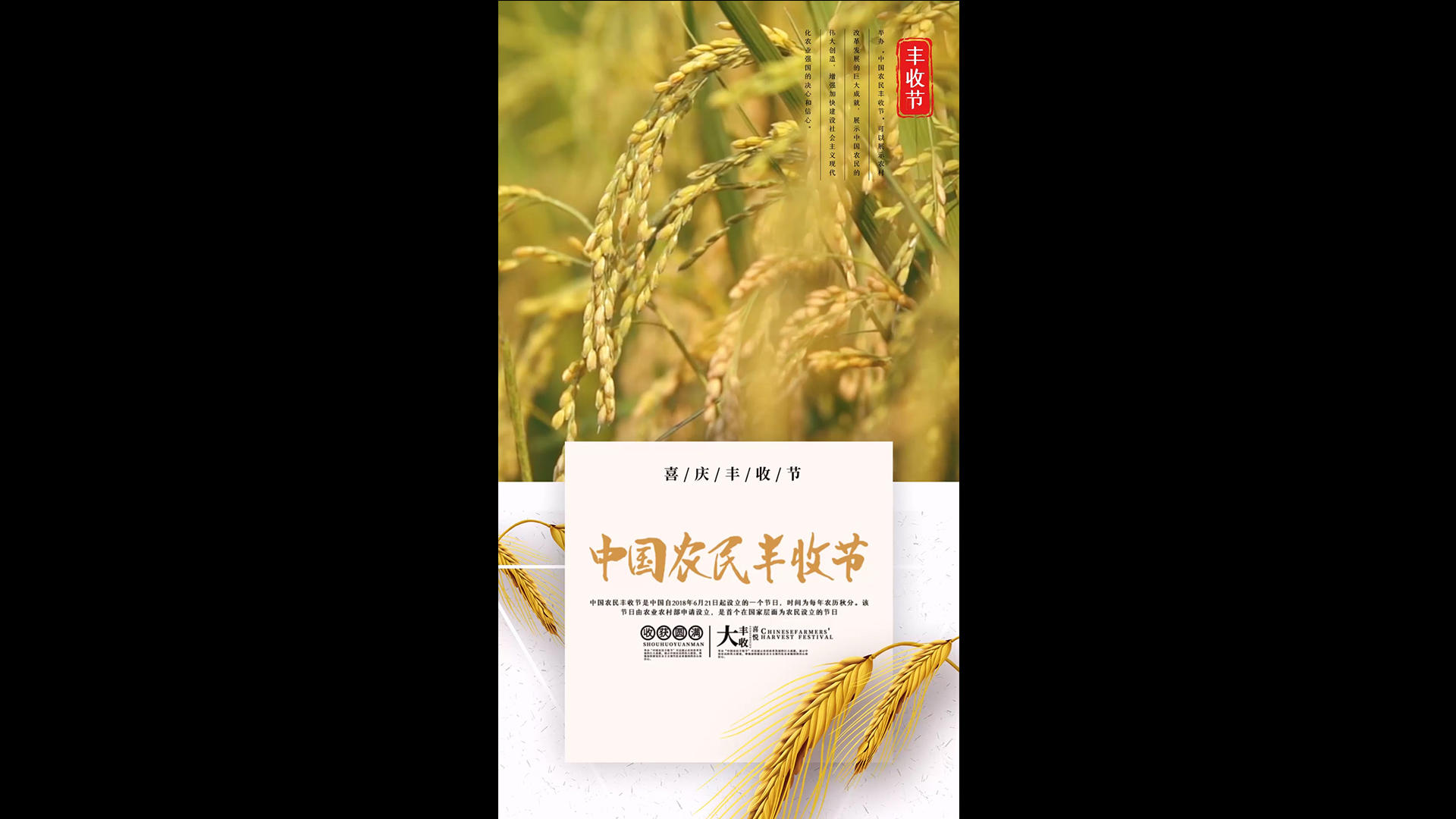 简洁清新中国农民丰收节海报AE模板视频的预览图