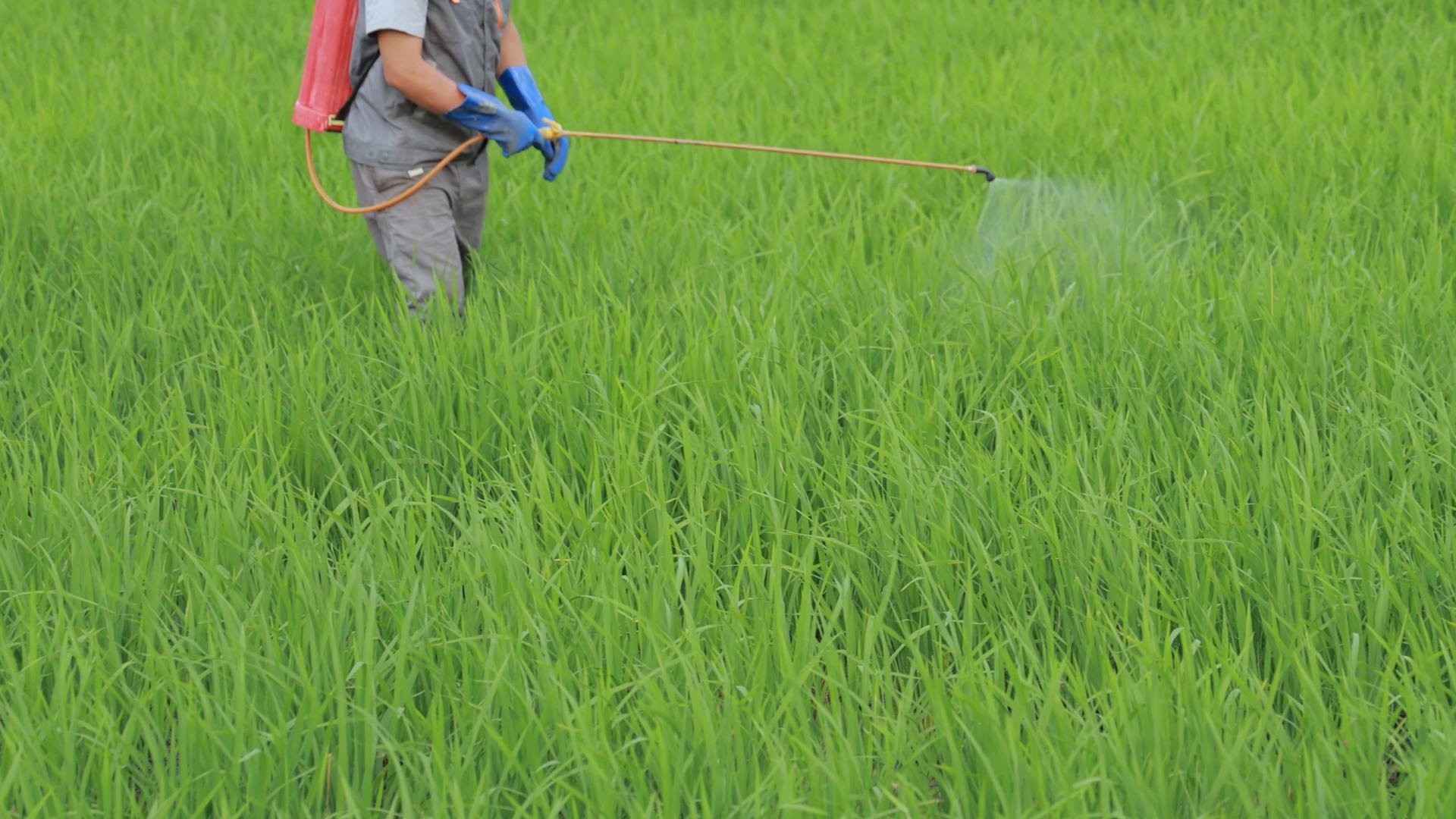 4k农民伯伯在稻田中喷洒农药视频素材视频的预览图