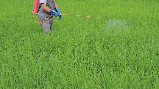 4k农民伯伯在稻田中喷洒农药视频素材视频的预览图