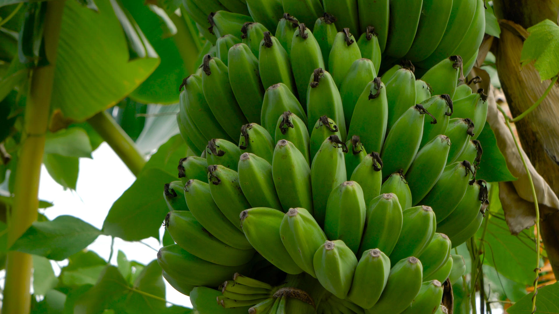 香蕉果实果树合集4K视频的预览图
