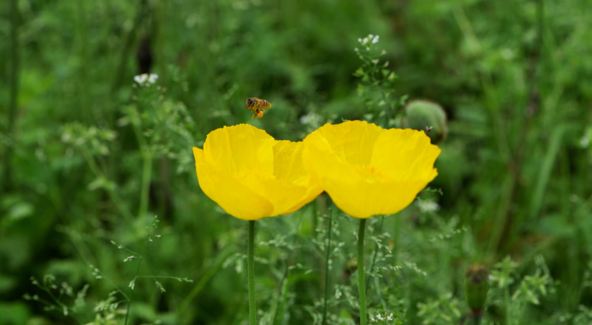 黄色的虞美人蜜蜂采蜜视频的预览图