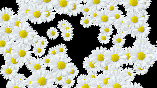 白色菊花爆炸转场视频的预览图