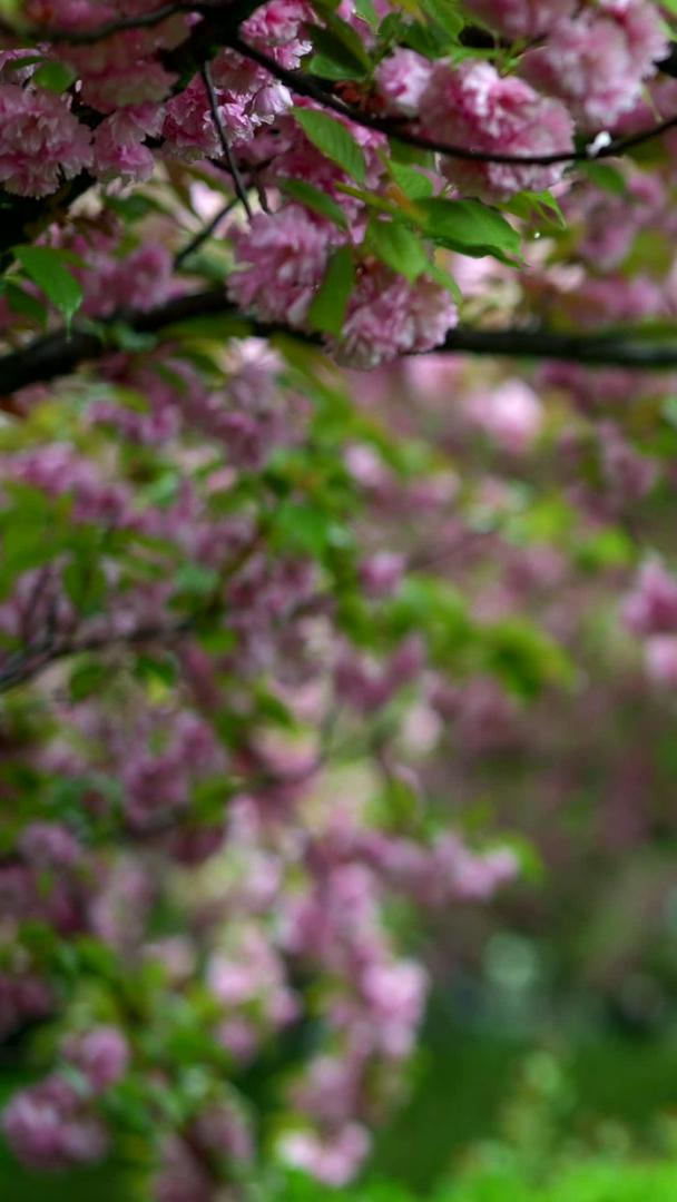 春雨中的樱花材料视频的预览图