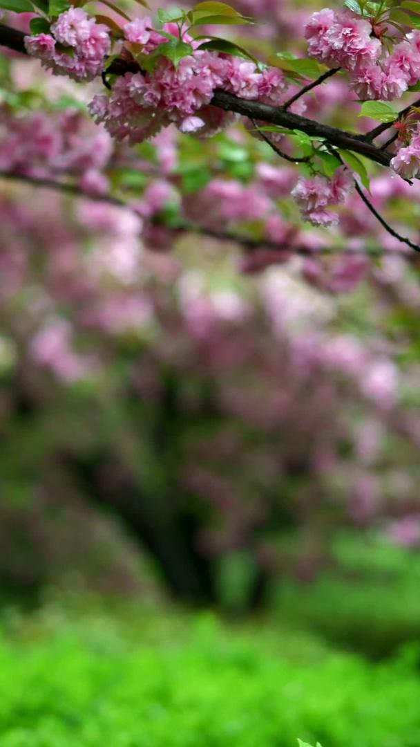 春雨中的樱花材料视频的预览图