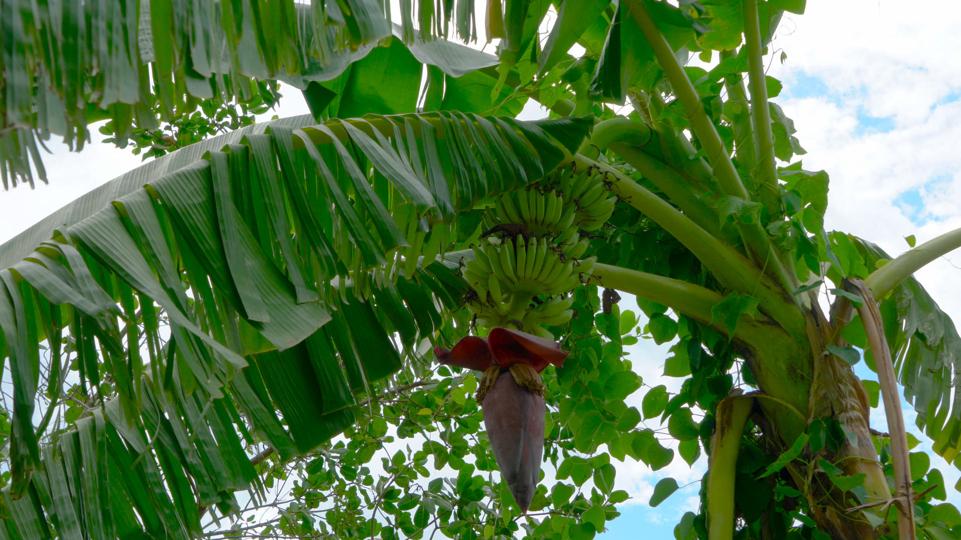 香蕉花香蕉幼果合集4K视频的预览图
