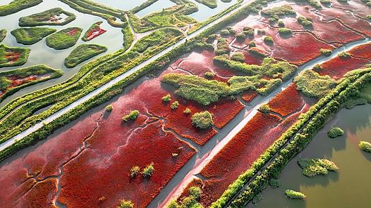 盘锦红海滩的自然图案视频的预览图