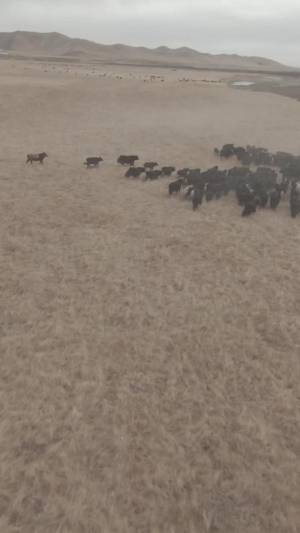 若尔盖牛群奔跑视频的预览图