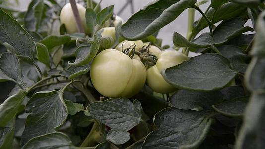 番茄种植视频的预览图