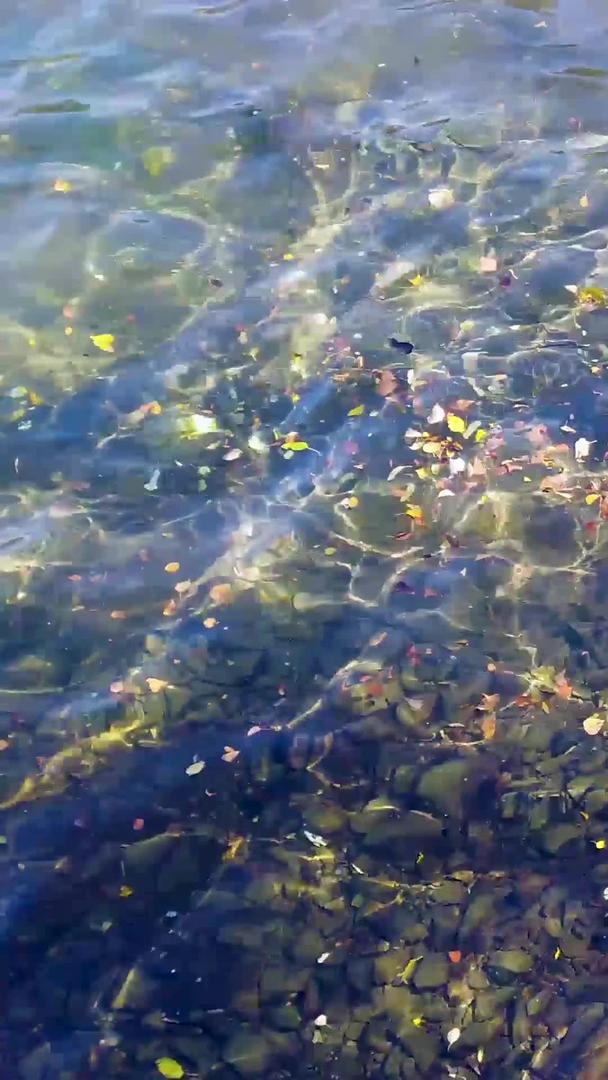 拍摄青海孟达天池水中落叶视频的预览图