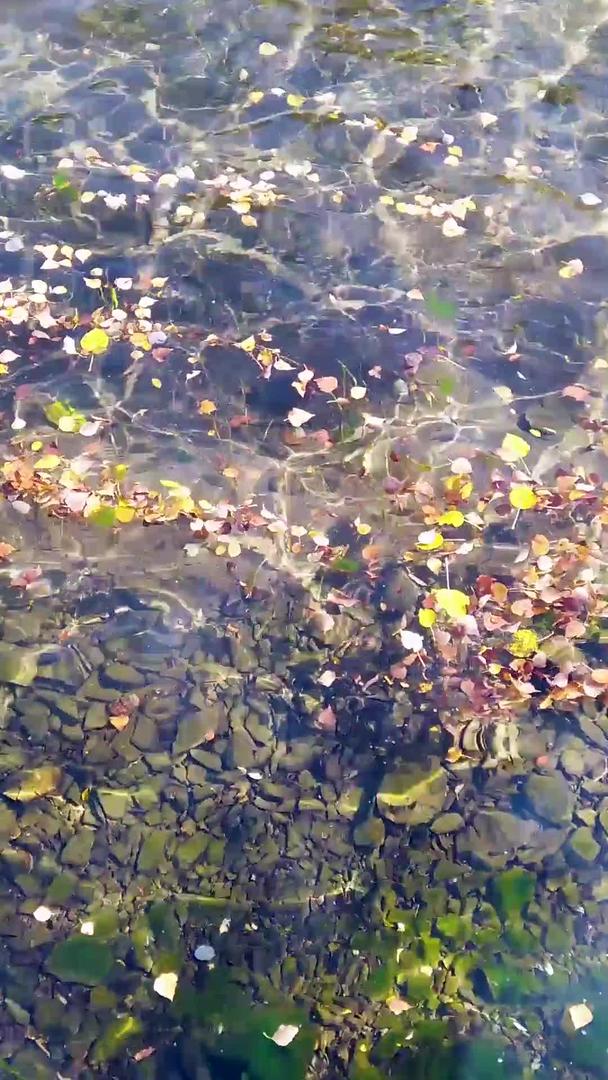 拍摄青海孟达天池水中落叶视频的预览图
