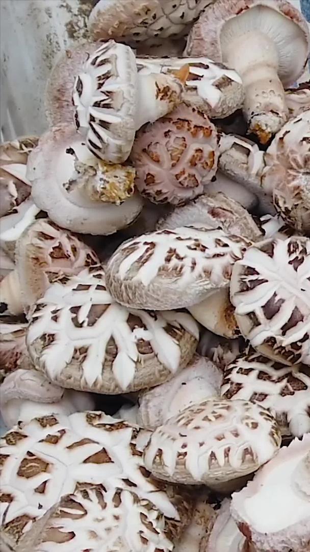 采摘有机蘑菇收获视频的预览图