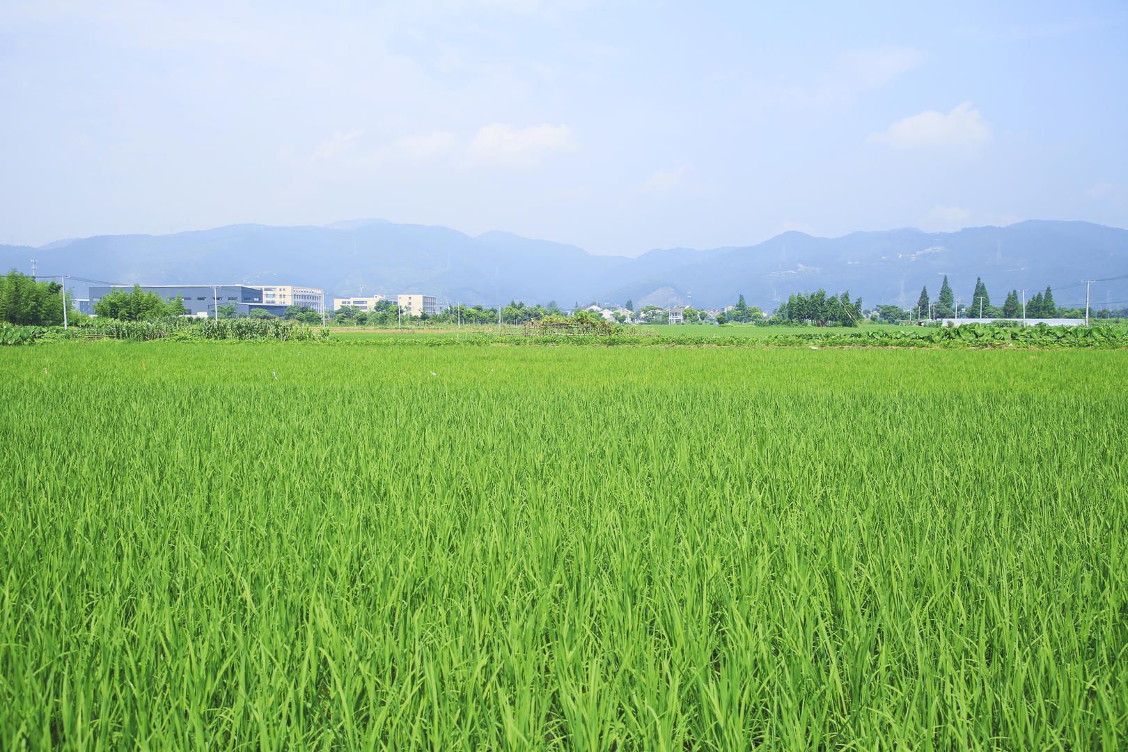 水稻田洒农药视频的预览图