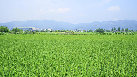 水稻田洒农药视频的预览图