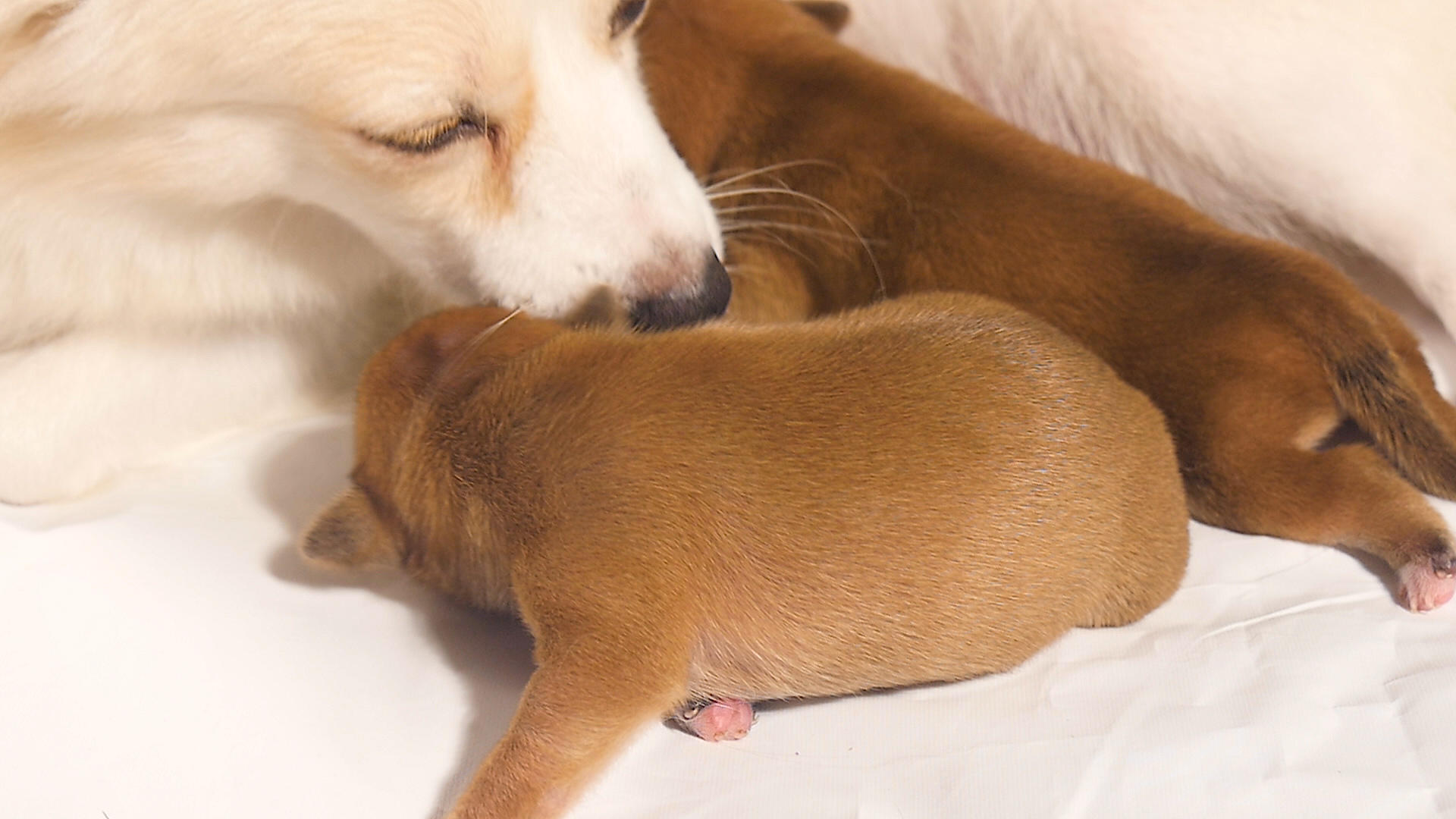 哺乳期小奶狗视频的预览图