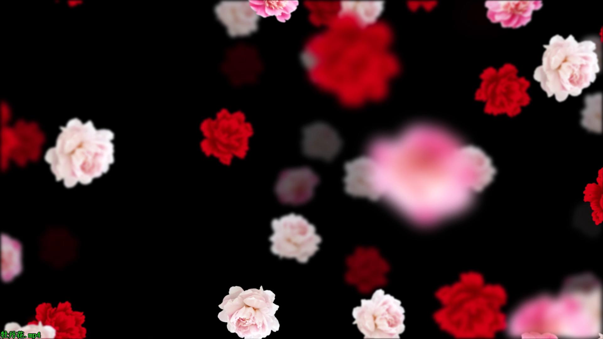 悬浮牡丹花视频的预览图