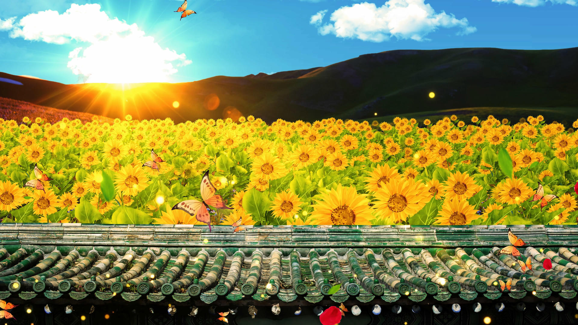 4K唯美的向日葵背景素材视频的预览图