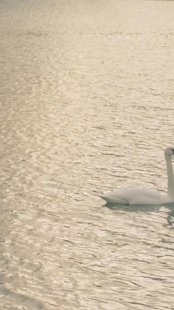 夕阳黄昏湖畔的天鹅视频的预览图