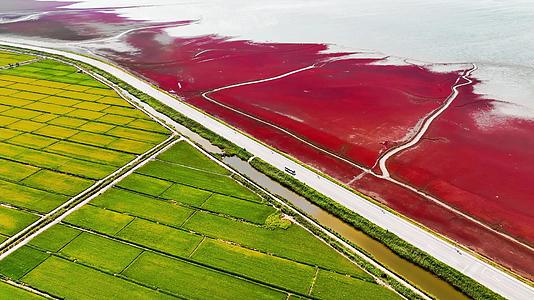 盘锦红海滩红绿白三色视频的预览图