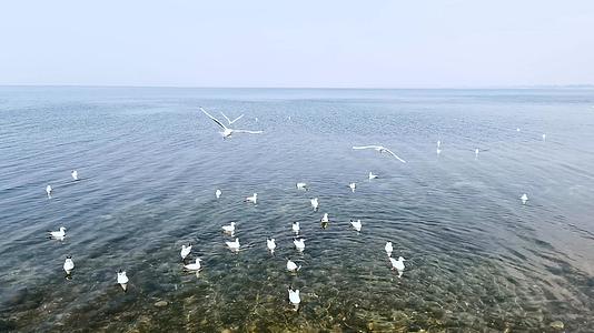 4K清澈抚仙湖上候鸟群飞翔和戏水视频素材视频的预览图
