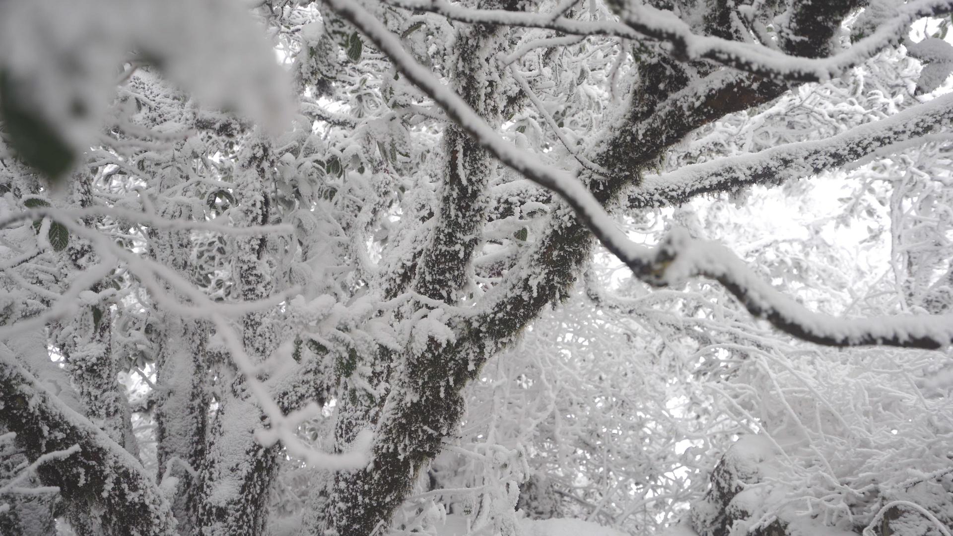 冰天雪地雾凇美景视频的预览图