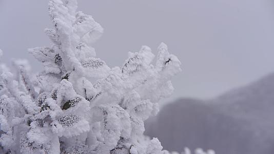 树林树枝雾凇冰凌美景特写镜头视频的预览图
