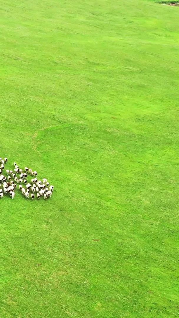 新疆草原放牧奔跑的航拍羊群视频的预览图