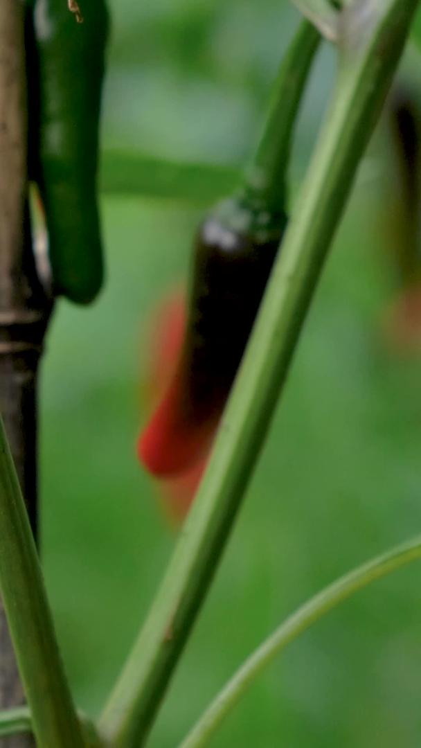 作物绿色有机蔬菜红小米椒实拍视频的预览图