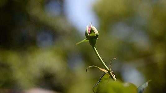 一朵含苞待放的玫瑰花升格4K实拍视频的预览图