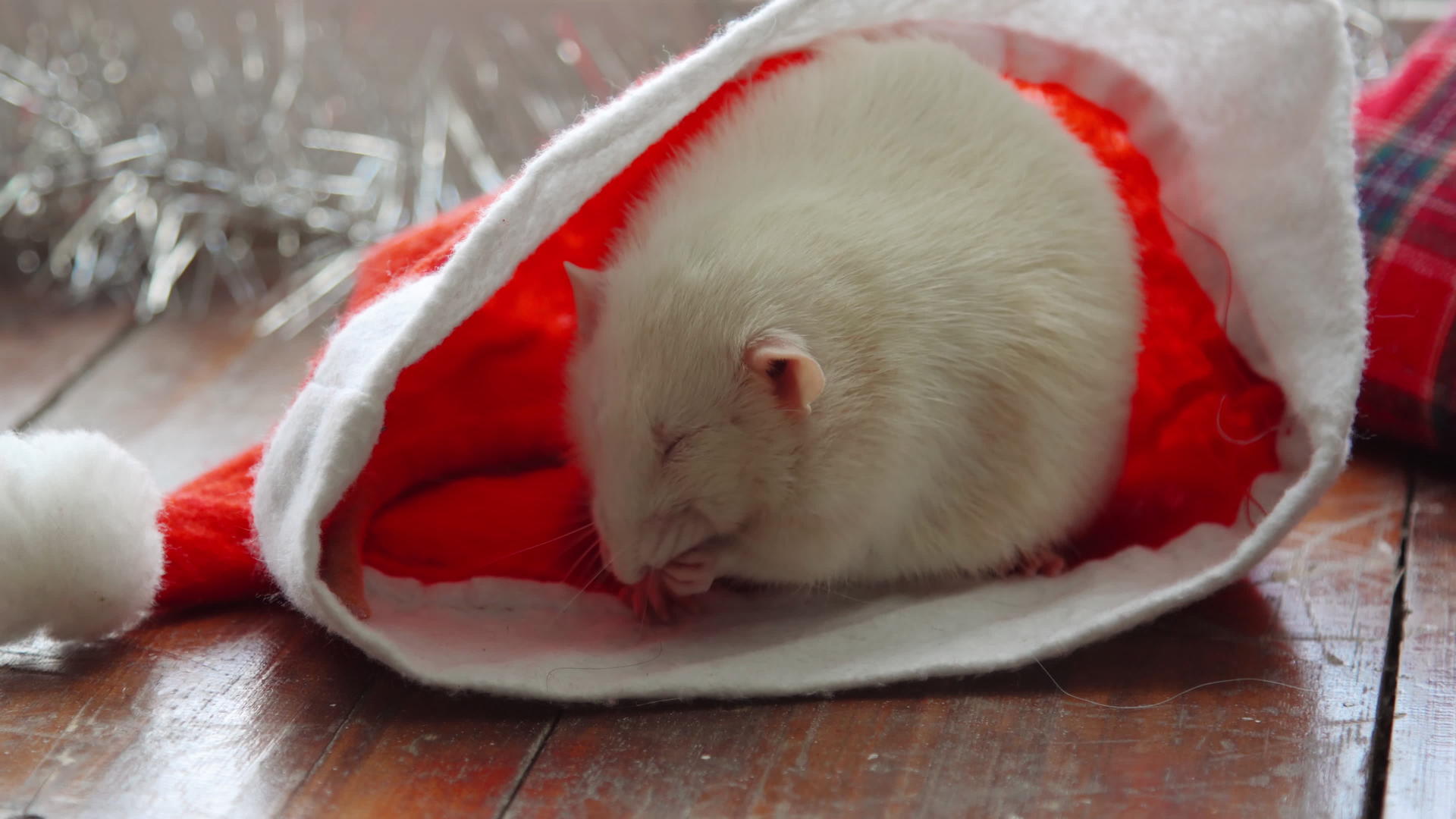 新年假期老鼠视频的预览图