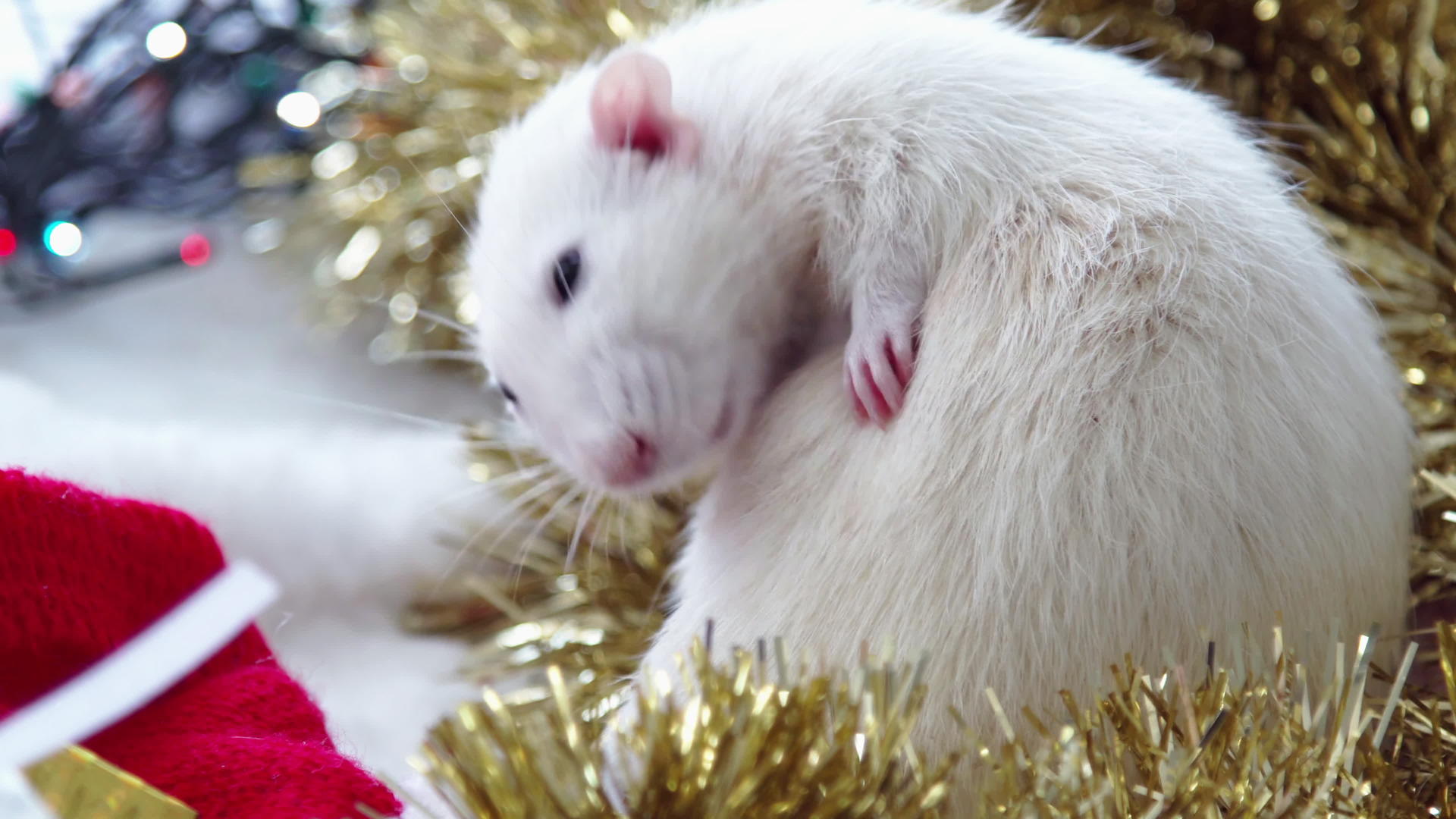 新年白老鼠视频的预览图