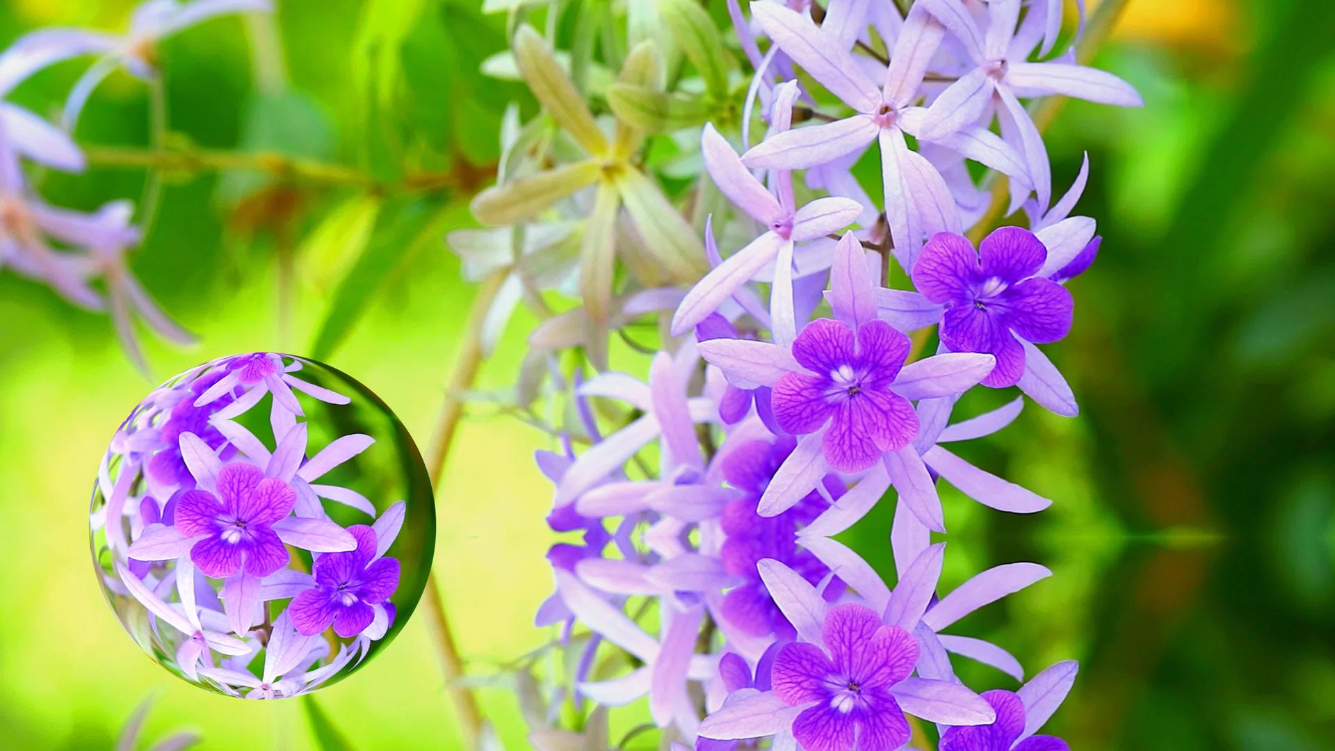 小花环的晶体球反射晶体球玻璃布置为装饰植物和花卉视频的预览图