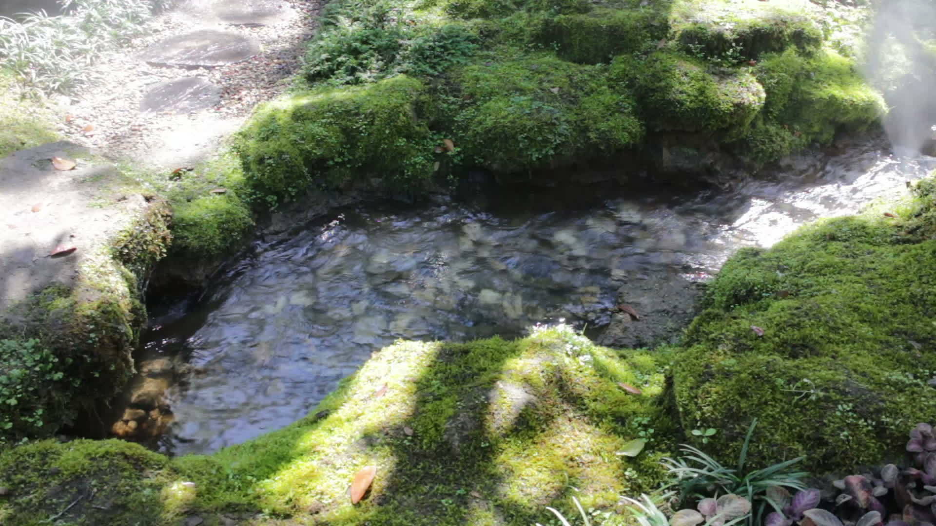 家庭花园溪流中的新鲜空气视频的预览图