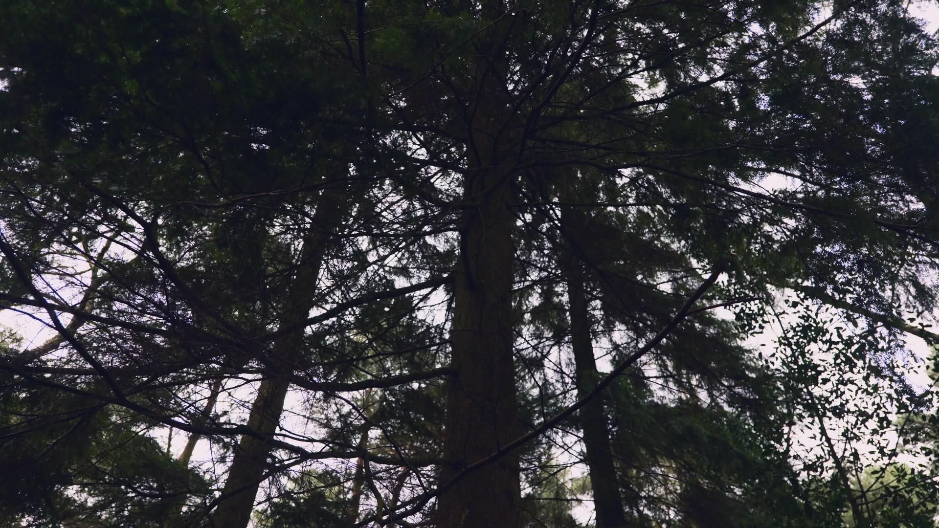向上拍摄森林视频的预览图