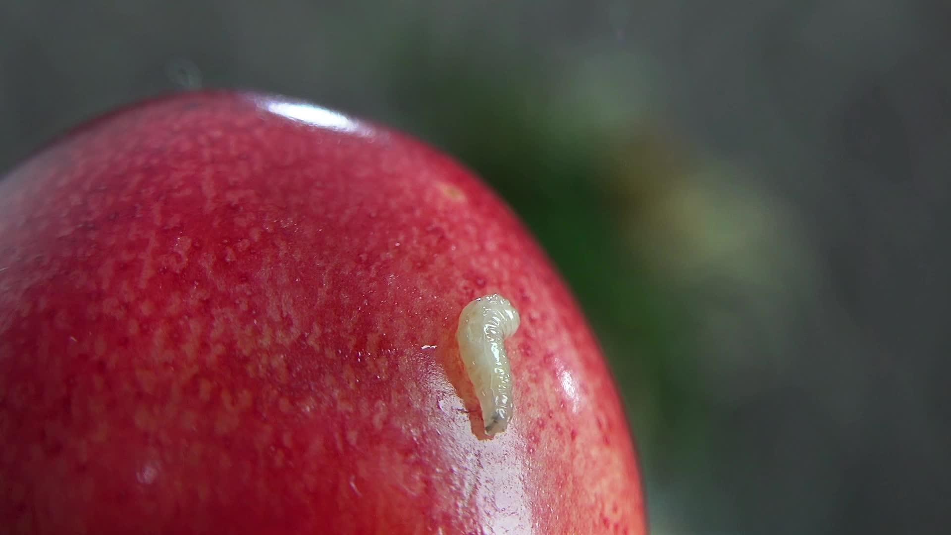 新鲜、成熟、多汁的樱桃上的果虫非常密闭视频的预览图