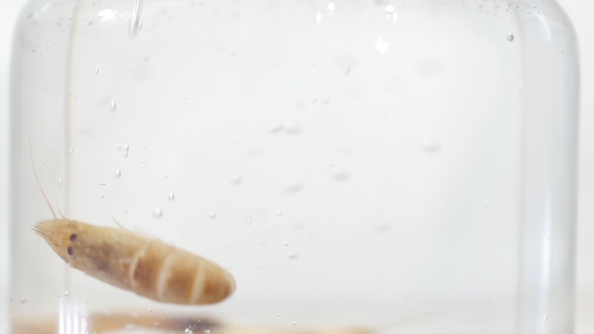 海鲜虾在水中浸泡和脱盐的慢动作微距镜头美味的新鲜晚餐视频的预览图