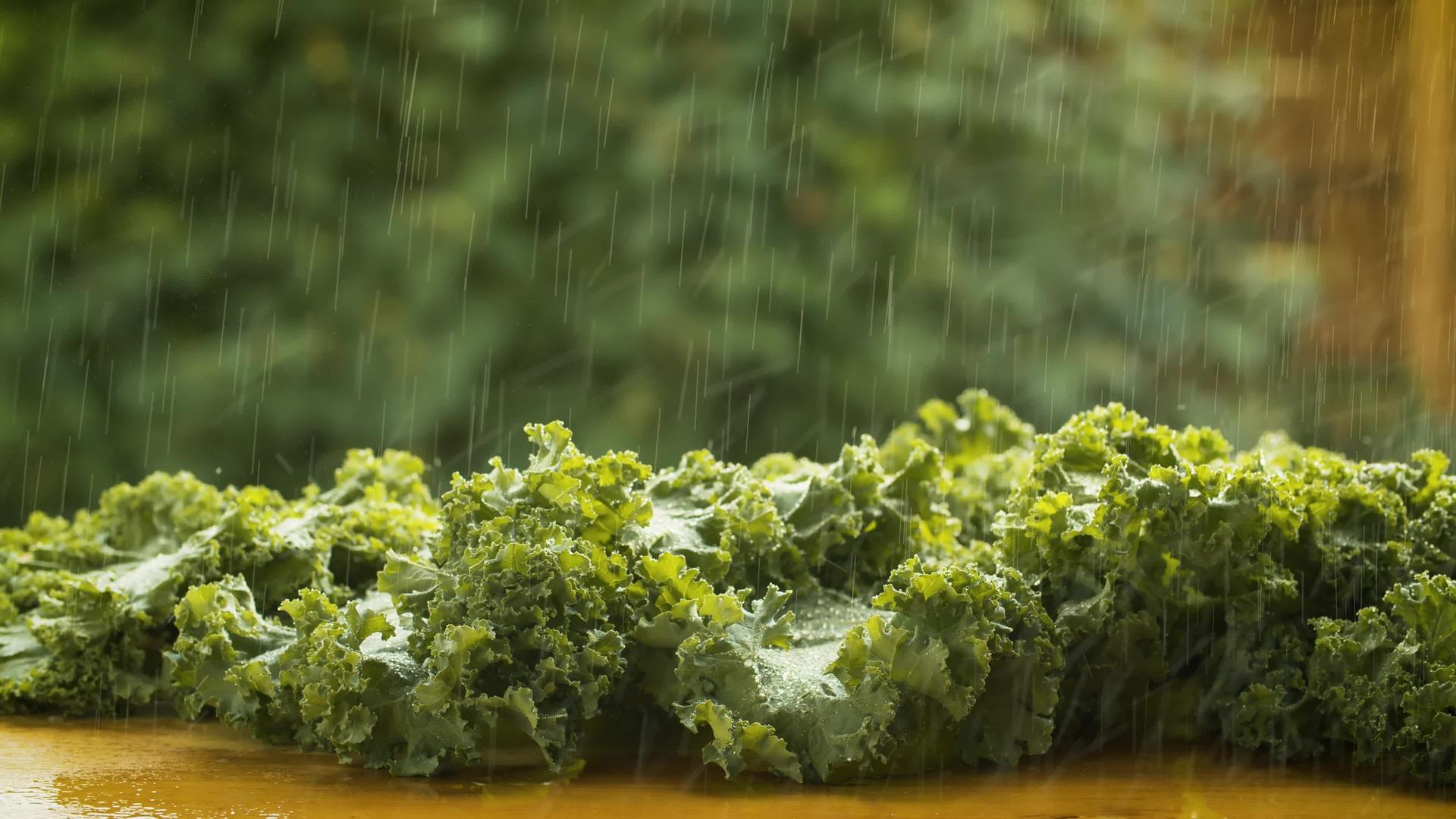 雨水下的新鲜生菜视频的预览图