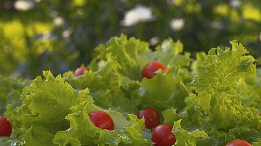 绿色新鲜生菜和番茄视频的预览图