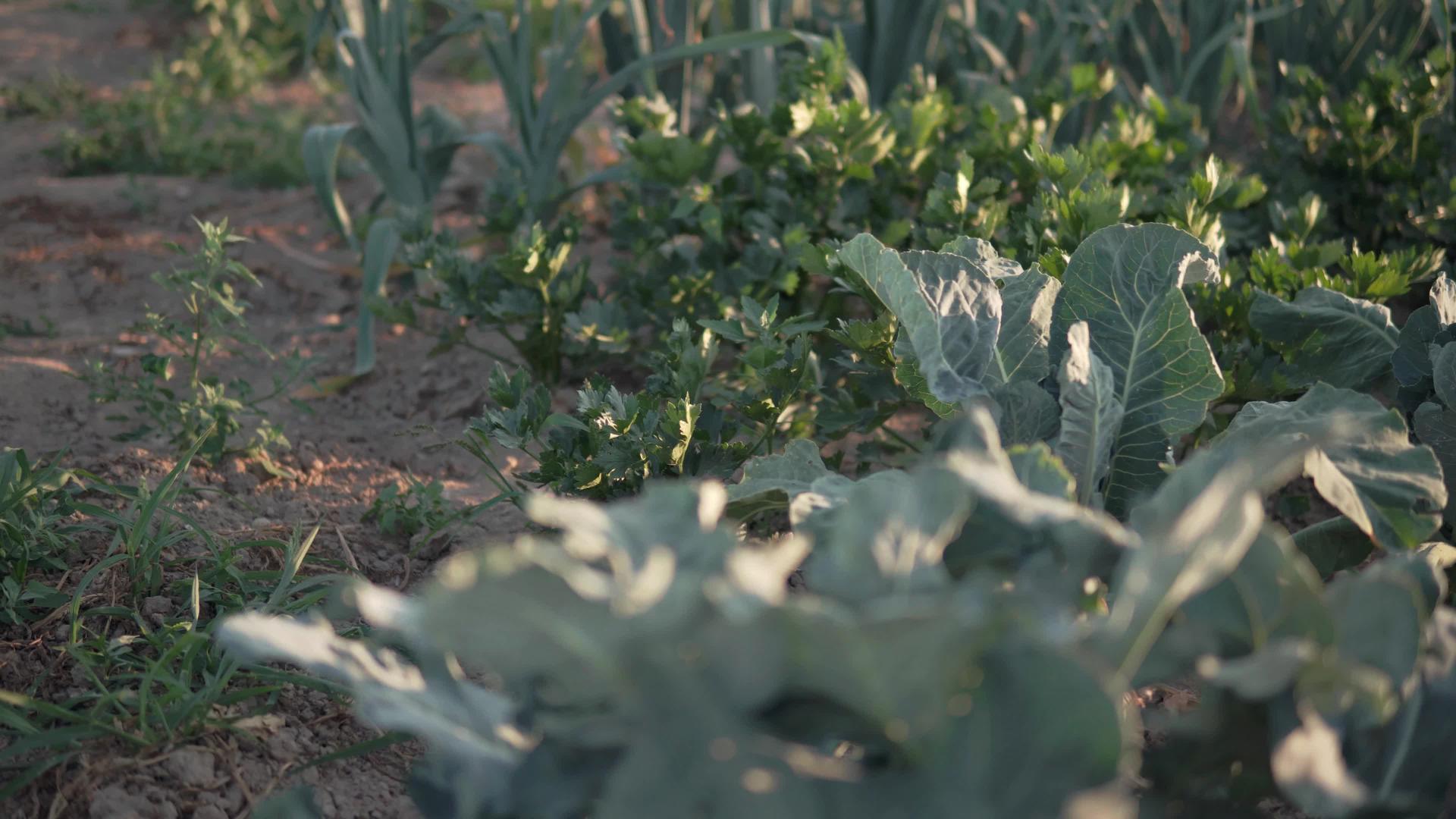 田间蔬菜视频的预览图