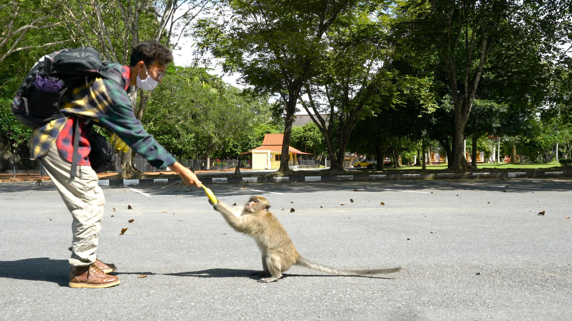 泰国逗猴少年猴子合集4K视频的预览图