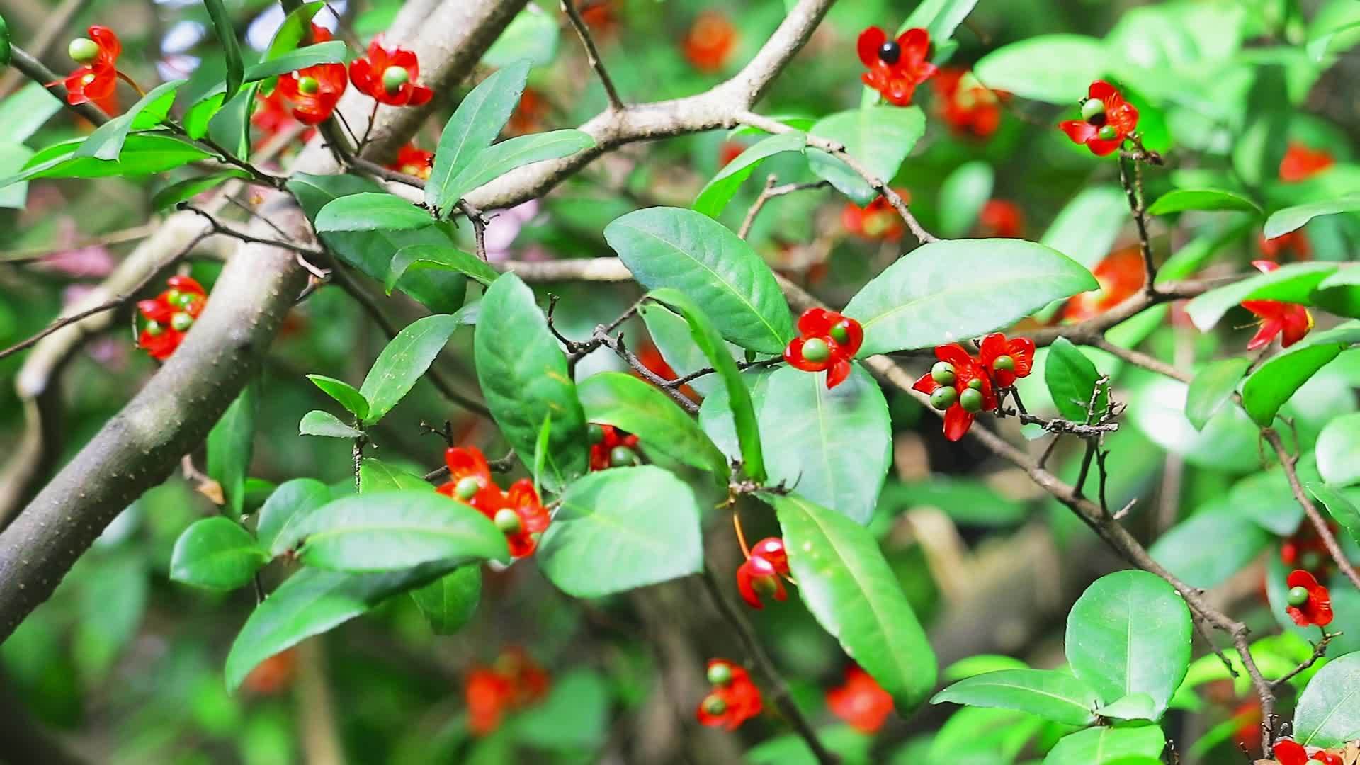花红花园中的黑色种子；在花园里视频的预览图