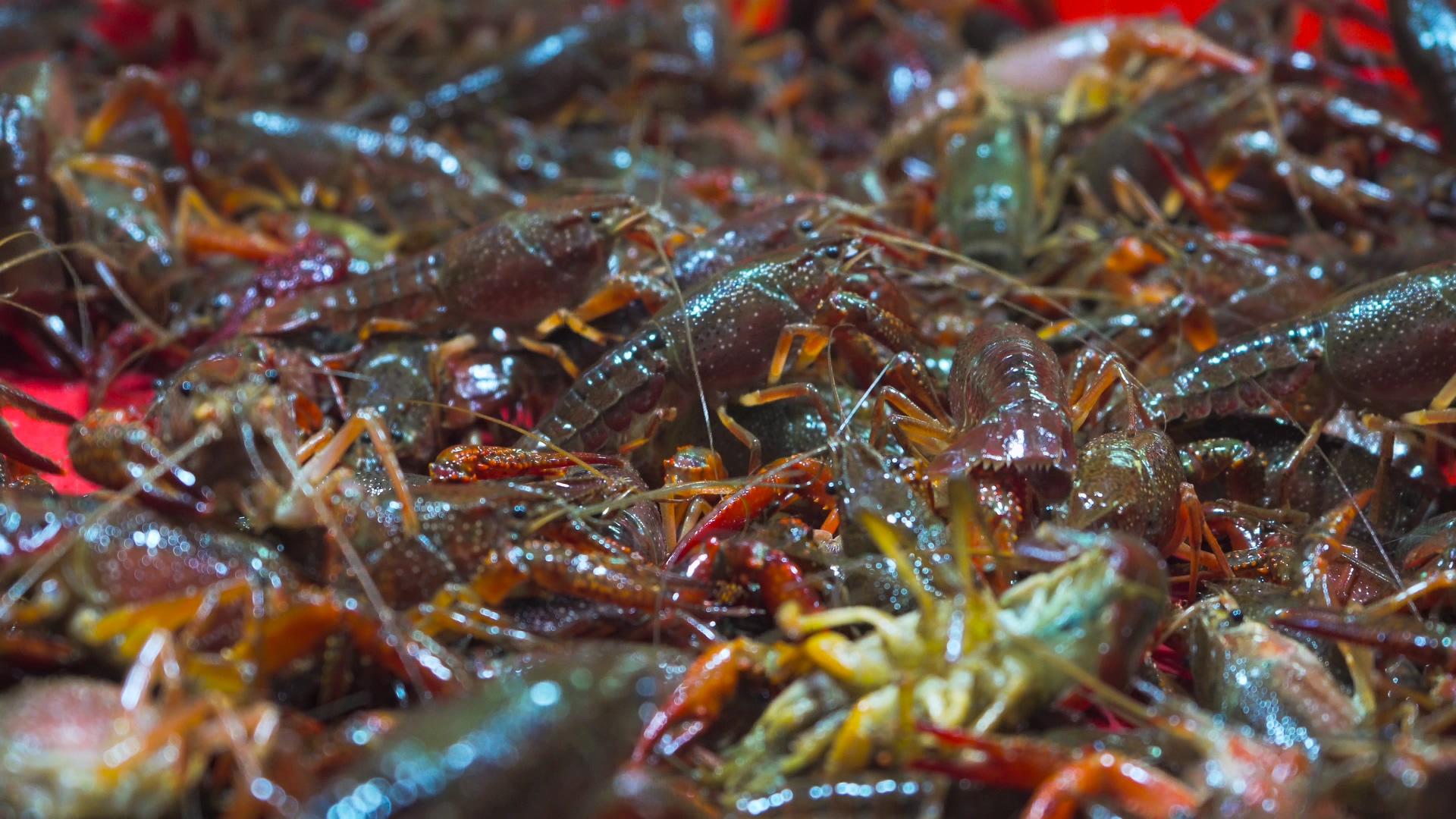 4K实拍小龙虾夏季食材食材视频的预览图