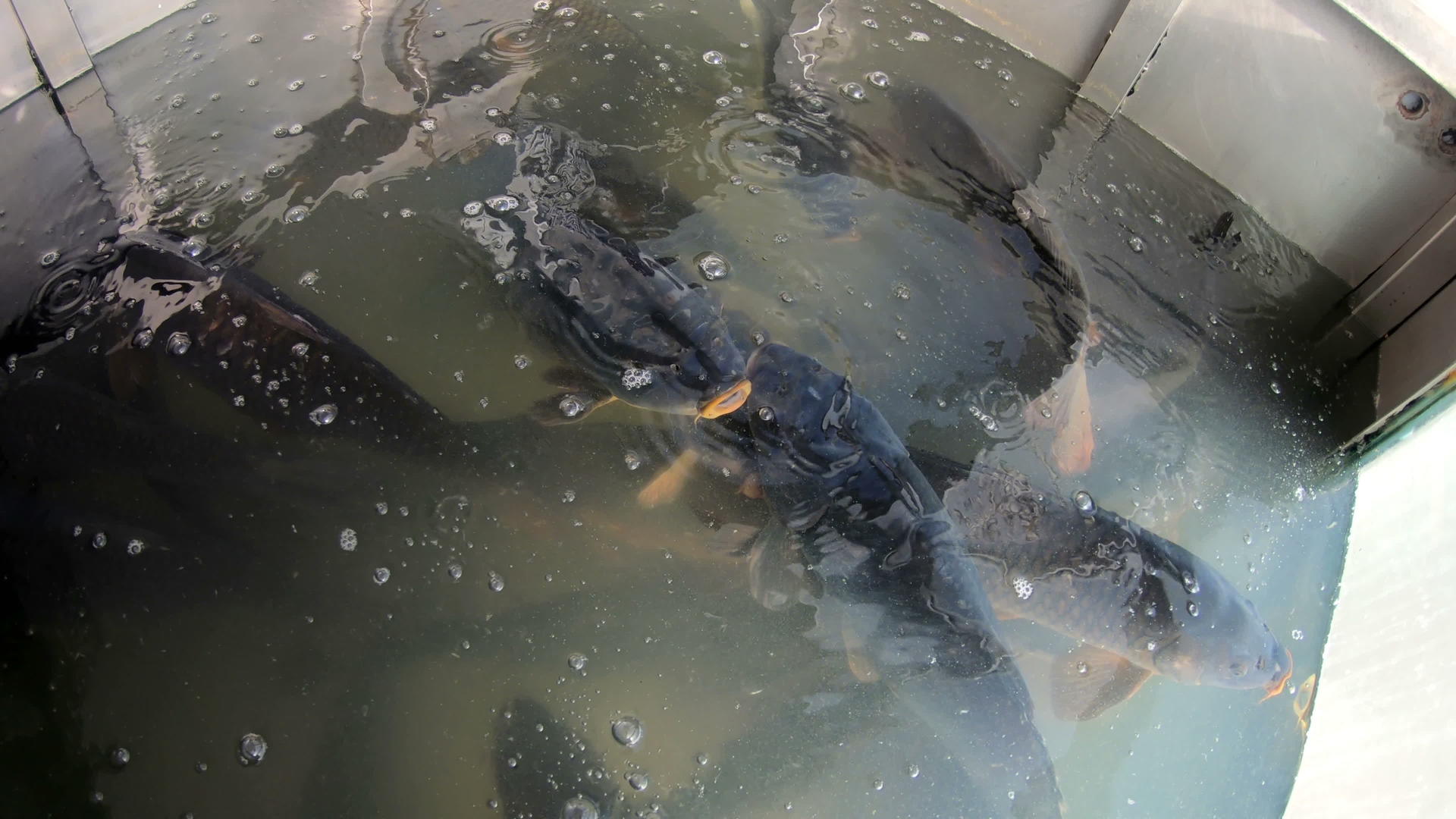 河鳟鱼和外生鲑鱼漂浮在超市水族馆视频的预览图